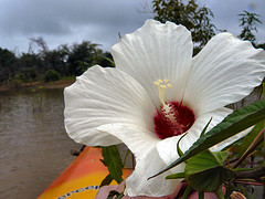 One of the many summer flowers in bloom that we saw while kayaking at Lake Eufaula near Paradise Cove.