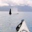 Pirate paddling with Orca Whales, Johnstone Strait, BC