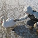 touching swan